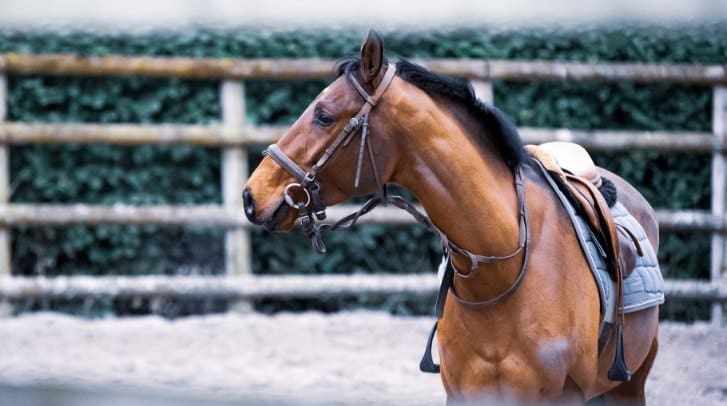 Horse Tack as a Beginner